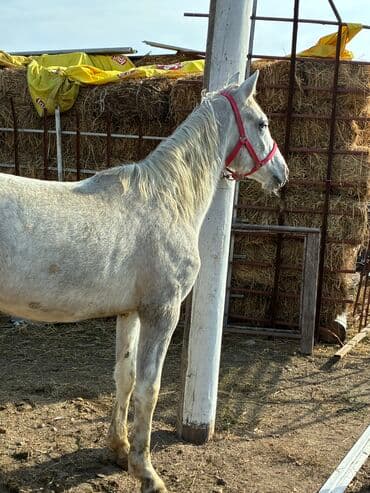 продажа пчёл: Сатам | Байтал | Ат спорту — 2