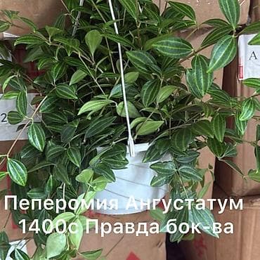 азия пелес: Пеперомия ангустатум (ампельная) в подвесном кашпо. - Декоративные — 2