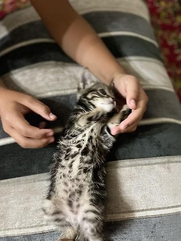отдам даром котят: 1 месяц, Девочка, Серый — 4