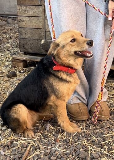 Аквариумдар: Ит бекер берилет: Жөнөкөй ит, 1 жаш, Ургаачы, Эмделген — 3