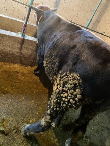 сколько стоит коза дойная купить: Продаю | Бык (самец) | На откорм | Привязанные — 1