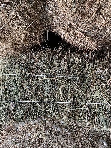 саан уй бишкек: Продается сено Беде чоп сатылат 300 сомдон 200 тук чоп бар сарайдын — 2