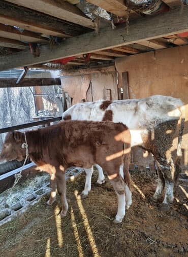 срочно продаю в связи с переездом: Продаю | Музоо, торпок | Привязанные — 1