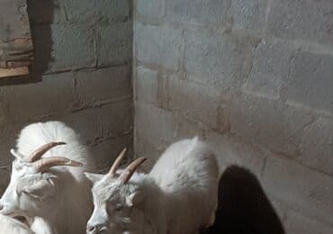 карликовые собаки: Продаю | Коза (самка) | Для молока — 4