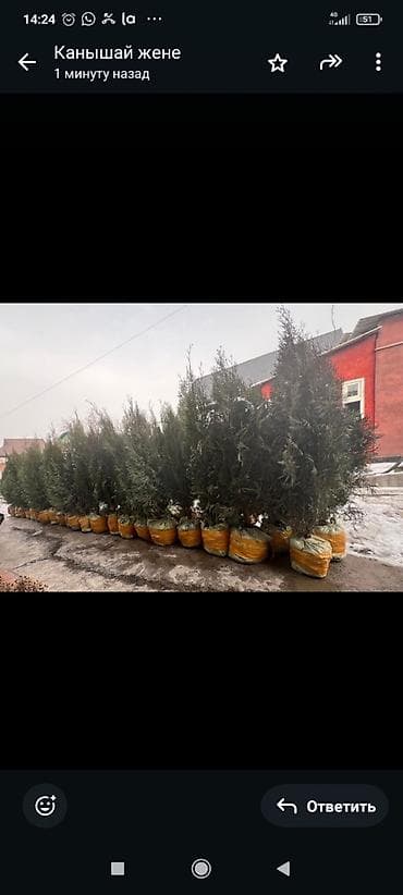 орехи саженцы: Саженцы деревьев: Туи — 2