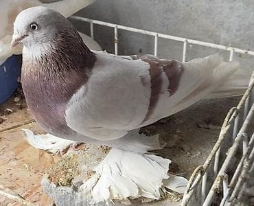 Үй жаныбарлары: Продаю рантастых голубей, 3 самца и пара племенной — 3