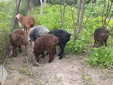 животные для дома: Продаю | Овца (самка), Ягненок, Баран (самец) | Гиссарская | Для разведения — 3
