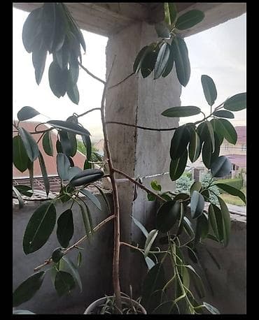 милионник: Распродажа от 150 с!!!🪴🌵🌱 — 9