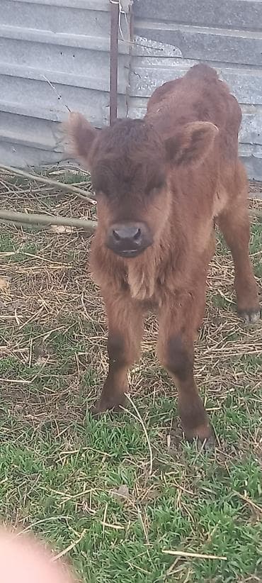 Аквариумы: Продаю | Тёлка, Музоо, торпок | Швицкая | Для разведения, Для молока — 7