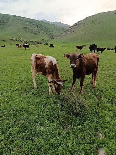 по карова: Продаю | Тёлка | Полукровка | На откорм — 5