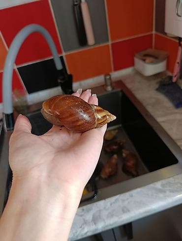 ракы: Ахатины ( сухопутные улитки) - Крупные особи с красивым — 2