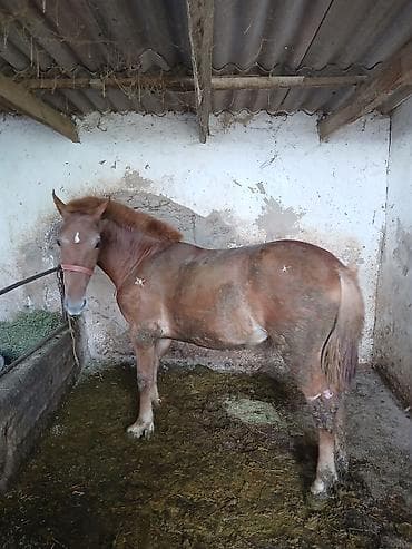 ат баши: Бир жаштагы ургачы полутяж тай сатылат — 3