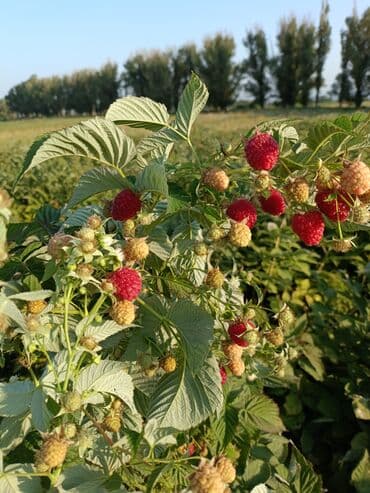 Малина (ремонтантная) –Полька саженцы - Ягоды плотные