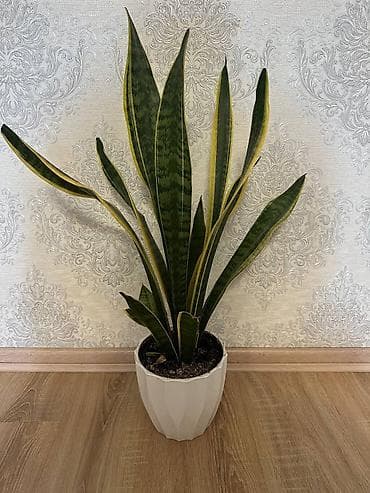 реально: Сансевиерия (Sansevieria, «щучий хвост», «тещин язык») в горшке. - — 4