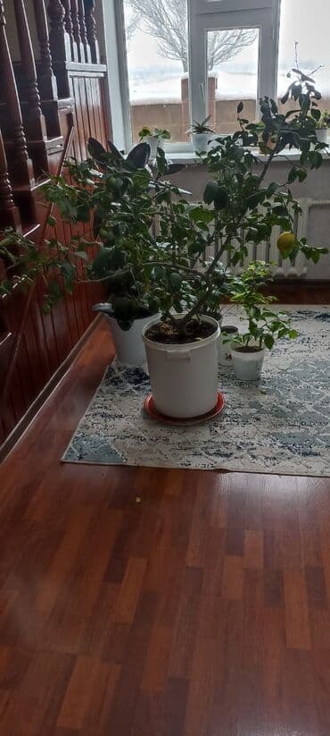 Домашний лимон (цитрус в горшке) Цветущое,плодоносящое лимонное