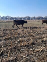 сколько стоит корова в кыргызстане 2023: Продаю | Корова (самка) | Алатауская | Для разведения — 1