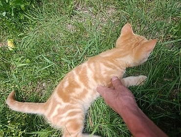 Рыжий котёнок с ярким мраморным окрасом (классический табби). - at lalafo.kg Рыжий котёнок с ярким мраморным окрасом (классический табби). -