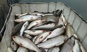 рыбный завод: Ищу инвестора для разведения радужного фореля хозяйства есть о — 1