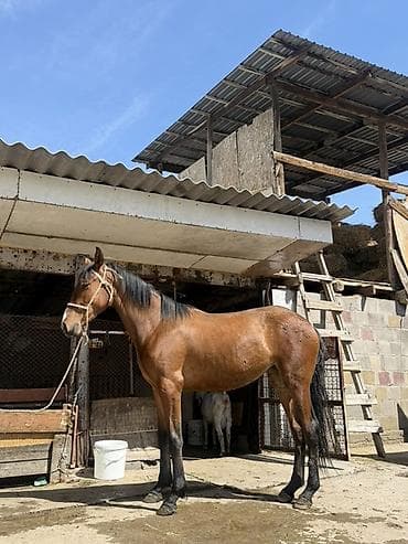 кой кыркан машнка: Продаю | Кобыла (самка) — 5