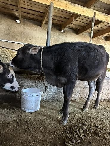 теленок телочка: Продаю | Тёлка | На откорм | Привязанные — 2