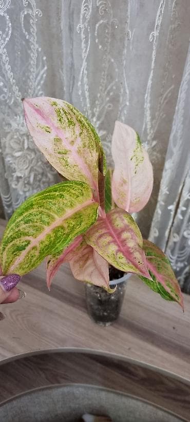 Аглаонемы: Аглаонема вариегатная (розово‑зеленые формы) Декоративно-лиственное — 2