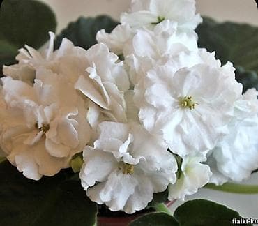 Фиалки и глоксинии: Продаю деткистартеры сортовых фиалок🌺🌿🌺. От 100сом. Есть взрослые — 2