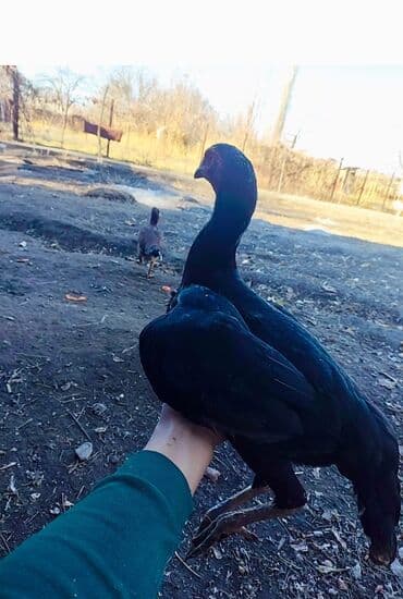 объявления о найденных собаках: Продаю | Куры | Дакан | Для боев — 2