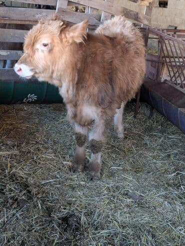 бычки ангусы: Продаю | Бык (самец) | Швицкая | На откорм — 5