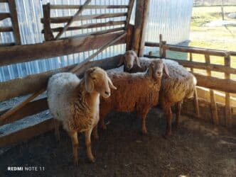 собака доберман сколько стоит: Продаю | Ягненок | Арашан — 2