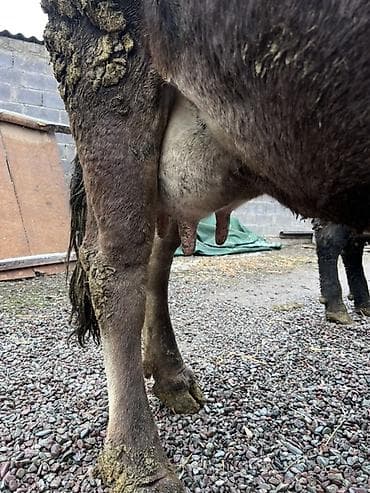 Продам с/х животных: Продаю | Корова (самка) | Алатауская | Для молока — 5