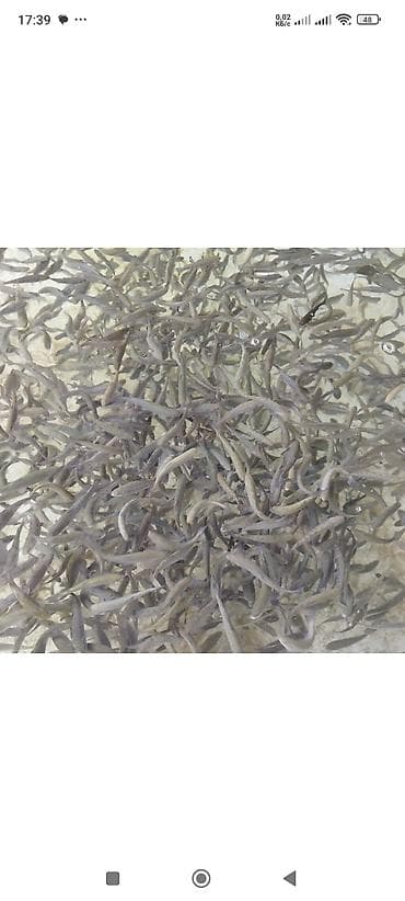 Форель радужная, на дорост мальки 30гр. 150гр. 500гр