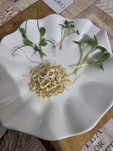 витамины для кур: Микрозелень в лотках - Ассортимент: горох усатый, микрозелень — 6