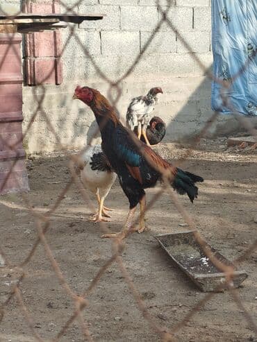 куплю корм для животных: Дакан тулок короз сатылат активный алмашу жолдору бар адрес Бишкек — 2