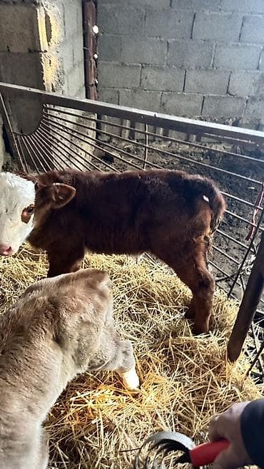 Баран, овца: Продаю | Музоо, торпок | На откорм | Племенные — 2