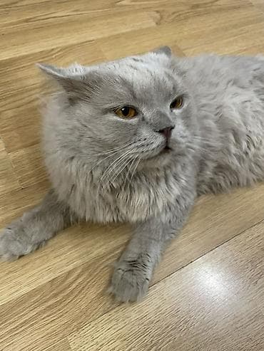 2 года, Мальчик, Голубой, Приучена к лотку, С документами — 1