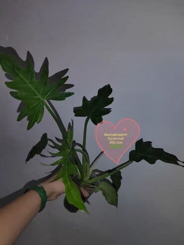 гүл челек: Комнатные растения — саженцы и черенки. 1) Живое дерево (лечебное) — — 8