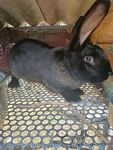 кормовые морковь: Продаю | Кролик самец | Для разведения | Племенные — 3