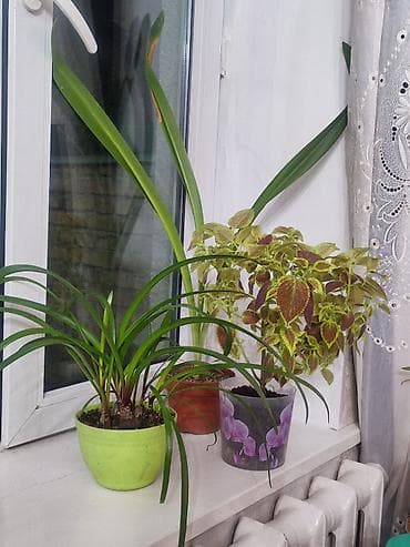 цветы обмен: Цветы комнатные 3 шт. Не капризные.
Все за — 1