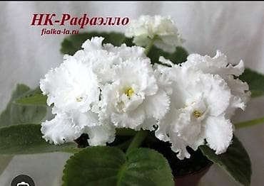 чоп орчу: Продаю детки сортовых фиалок,около 200 сортов🌺🌿🌺. Цены 80-130сом. Есть — 9