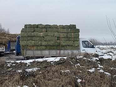 Продаю тюки плодные метровые есть доставка чоп сатылат Сено в тюках