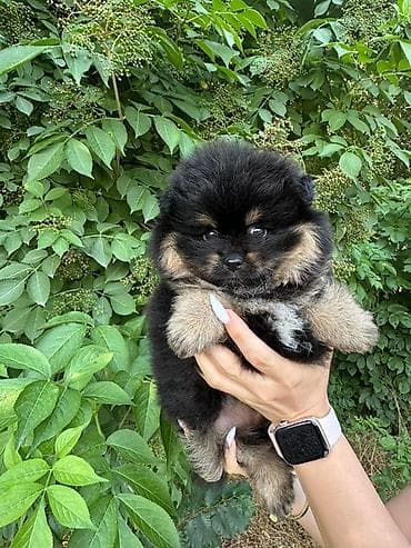 Продажа собак: Щенок померанского шпица! Продажа! Шикарная девочка с документами! 🧸 — 3