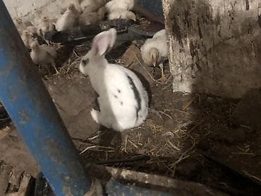 продаю животных: Продаю | Крольчата | Для разведения — 1
