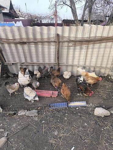 ечки теке: Домашний жайдары тооктордун жумурткасы жөжө 🐔 чыгарууга сатылат, баасы — 4