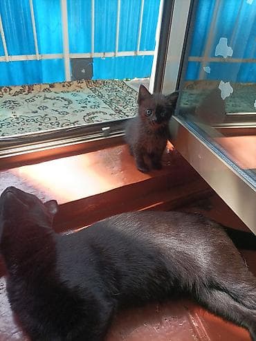 black cat: Кошка даром: Беспородная, 1 месяц, Девочка, Приучена к лотку — 2