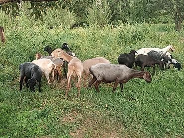 продаю червей: Продаю | Баран (самец) | Гиссарская — 4
