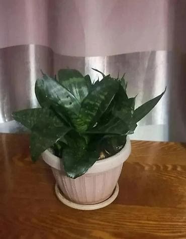 Сансевиерия Ханни (Sansevieria Hahnii) в горшке - Компактная