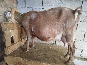 чип для животных: Продаю | Коза (самка) | Для молока — 1