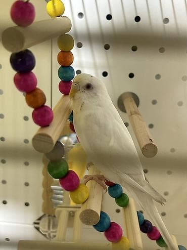 клетка бу: Продаются два волнистых попугая вместе с большой напольной клеткой — 7