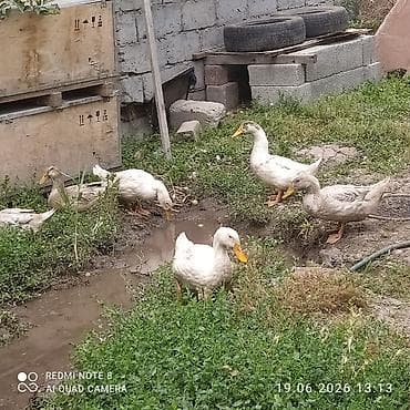 Животные: Утки домашние, больше 2 месяца - Порода: легкий мясо‑яичный тип — 1
