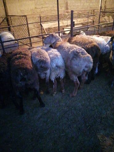 срочно в связи с переездом: Продаю | Баран (самец) | На забой — 2